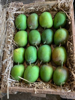 30 Nos. Raw Mango Box